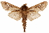  ( - CCDB-29493-A04)  @11 [ ] CreativeCommons - Attribution (2018) CBG Photography Group Centre for Biodiversity Genomics