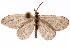  ( - CCDB-29493-A06)  @11 [ ] CreativeCommons - Attribution (2018) CBG Photography Group Centre for Biodiversity Genomics