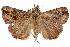  ( - CCDB-29493-A10)  @14 [ ] CreativeCommons - Attribution (2018) CBG Photography Group Centre for Biodiversity Genomics