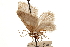  ( - CCDB-29493-D07)  @11 [ ] CreativeCommons - Attribution (2018) CBG Photography Group Centre for Biodiversity Genomics