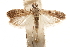 ( - CCDB-29493-D11)  @11 [ ] CreativeCommons - Attribution (2018) CBG Photography Group Centre for Biodiversity Genomics