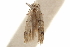  (Taygete parvella - CCDB-29493-F07)  @12 [ ] CreativeCommons - Attribution (2018) CBG Photography Group Centre for Biodiversity Genomics