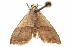  ( - CCDB-29493-F08)  @12 [ ] CreativeCommons - Attribution (2018) CBG Photography Group Centre for Biodiversity Genomics