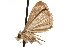  ( - CCDB-29493-F09)  @12 [ ] CreativeCommons - Attribution (2018) CBG Photography Group Centre for Biodiversity Genomics