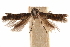  ( - CCDB-30810-A01)  @11 [ ] CreativeCommons - Attribution (2018) CBG Photography Group Centre for Biodiversity Genomics