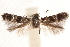  ( - CCDB-30810-A02)  @11 [ ] CreativeCommons - Attribution (2018) CBG Photography Group Centre for Biodiversity Genomics