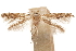  ( - CCDB-30810-D12)  @11 [ ] CreativeCommons - Attribution (2018) CBG Photography Group Centre for Biodiversity Genomics