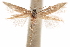  ( - CCDB-30810-H01)  @13 [ ] CreativeCommons - Attribution (2018) CBG Photography Group Centre for Biodiversity Genomics