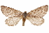  (Caenosynteles - CCDB-30812-A04)  @11 [ ] CreativeCommons - Attribution (2018) CBG Photography Group Centre for Biodiversity Genomics