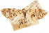  (Baynia - CCDB-30812-A05)  @11 [ ] CreativeCommons - Attribution (2018) CBG Photography Group Centre for Biodiversity Genomics