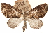  (Trichorrhages - CCDB-30812-A07)  @11 [ ] CreativeCommons - Attribution (2018) CBG Photography Group Centre for Biodiversity Genomics