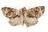  ( - CCDB-30812-A08)  @11 [ ] CreativeCommons - Attribution (2018) CBG Photography Group Centre for Biodiversity Genomics
