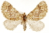  (Hoplolygris - CCDB-30812-A12)  @11 [ ] CreativeCommons - Attribution (2018) CBG Photography Group Centre for Biodiversity Genomics