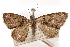  (Narragodes gyda - CCDB-30812-B06)  @11 [ ] CreativeCommons - Attribution (2018) CBG Photography Group Centre for Biodiversity Genomics