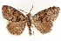  ( - CCDB-30812-B07)  @11 [ ] CreativeCommons - Attribution (2018) CBG Photography Group Centre for Biodiversity Genomics