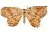  (Digonis cervinaria - CCDB-30812-C03)  @11 [ ] CreativeCommons - Attribution (2018) CBG Photography Group Centre for Biodiversity Genomics