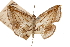  ( - CCDB-30812-C06)  @11 [ ] CreativeCommons - Attribution (2018) CBG Photography Group Centre for Biodiversity Genomics