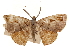  (Ilexia picturata - CCDB-30812-C08)  @11 [ ] CreativeCommons - Attribution (2018) CBG Photography Group Centre for Biodiversity Genomics