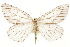  ( - CCDB-30812-C11)  @11 [ ] CreativeCommons - Attribution (2018) CBG Photography Group Centre for Biodiversity Genomics