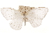  ( - CCDB-30812-C12)  @11 [ ] CreativeCommons - Attribution (2018) CBG Photography Group Centre for Biodiversity Genomics