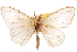  (Bombycodes - CCDB-30812-D01)  @11 [ ] CreativeCommons - Attribution (2018) CBG Photography Group Centre for Biodiversity Genomics