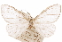  ( - CCDB-30812-D02)  @11 [ ] CreativeCommons - Attribution (2018) CBG Photography Group Centre for Biodiversity Genomics