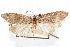  (Decodes tonto - CCDB-30812-D09)  @11 [ ] CreativeCommons - Attribution (2018) CBG Photography Group Centre for Biodiversity Genomics