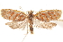  (Polemograptis - CCDB-30812-F04)  @11 [ ] CreativeCommons - Attribution (2018) CBG Photography Group Centre for Biodiversity Genomics
