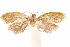  (Plinthograptis - CCDB-30812-F05)  @11 [ ] CreativeCommons - Attribution (2018) CBG Photography Group Centre for Biodiversity Genomics