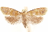  (Paracroesia - CCDB-30812-F06)  @11 [ ] CreativeCommons - Attribution (2018) CBG Photography Group Centre for Biodiversity Genomics
