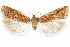  ( - CCDB-30812-G07)  @11 [ ] CreativeCommons - Attribution (2018) CBG Photography Group Centre for Biodiversity Genomics