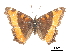  ( - CCDB-30813-A02)  @11 [ ] CreativeCommons - Attribution (2017) Jacopo Dercole Centre for Biodiversity Genomics