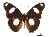  ( - CCDB-30813-F01)  @11 [ ] CreativeCommons - Attribution (2017) Jacopo Dercole Centre for Biodiversity Genomics