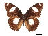  ( - CCDB-30813-F03)  @11 [ ] CreativeCommons - Attribution (2017) Jacopo Dercole Centre for Biodiversity Genomics