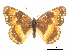  ( - CCDB-30813-F12)  @14 [ ] CreativeCommons - Attribution (2017) Jacopo Dercole Centre for Biodiversity Genomics