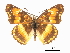  ( - CCDB-30813-G01)  @11 [ ] CreativeCommons - Attribution (2017) Jacopo Dercole Centre for Biodiversity Genomics