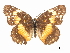  ( - CCDB-30813-G02)  @11 [ ] CreativeCommons - Attribution (2017) Jacopo Dercole Centre for Biodiversity Genomics