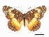  ( - CCDB-30813-G03)  @11 [ ] CreativeCommons - Attribution (2017) Jacopo Dercole Centre for Biodiversity Genomics