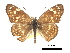  ( - CCDB-30813-G06)  @15 [ ] CreativeCommons - Attribution (2017) Jacopo Dercole Centre for Biodiversity Genomics