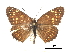  ( - CCDB-30813-G08)  @15 [ ] CreativeCommons - Attribution (2017) Jacopo Dercole Centre for Biodiversity Genomics