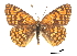  ( - CCDB-30814-A04)  @13 [ ] CreativeCommons - Attribution (2017) Jacopo Dercole Centre for Biodiversity Genomics