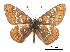  ( - CCDB-30814-C01)  @14 [ ] CreativeCommons - Attribution (2017) Jacopo Dercole Centre for Biodiversity Genomics