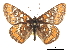  (Euphydryas gillettii - CCDB-30814-C02)  @14 [ ] CreativeCommons - Attribution (2017) Jacopo Dercole Centre for Biodiversity Genomics