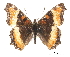  ( - CCDB-30814-D06)  @11 [ ] CreativeCommons - Attribution (2017) Jacopo Dercole Centre for Biodiversity Genomics