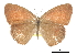  (Cyllopsis pertepida - CCDB-30814-H03)  @14 [ ] CreativeCommons - Attribution (2017) Jacopo Dercole Centre for Biodiversity Genomics
