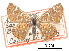  (Apodemia hepburni - CCDB-30815-B01)  @14 [ ] CreativeCommons - Attribution (2017) Jacopo Dercole Centre for Biodiversity Genomics