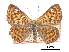 ( - CCDB-30815-B09)  @13 [ ] CreativeCommons - Attribution (2017) Jacopo Dercole Centre for Biodiversity Genomics