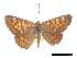  ( - CCDB-30815-B10)  @13 [ ] CreativeCommons - Attribution (2017) Jacopo Dercole Centre for Biodiversity Genomics