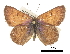  (Tharsalea mariposa - CCDB-30815-G05)  @14 [ ] CreativeCommons - Attribution (2017) Jacopo Dercole Centre for Biodiversity Genomics