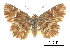  ( - CCDB-30816-F05)  @11 [ ] CreativeCommons - Attribution (2017) Jacopo Dercole Centre for Biodiversity Genomics